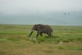 Elephant Big Huge Tusker Amboseli - Big Five Safari -Baby African bush elephant Loxodonta africana