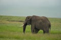 Elephant Big Huge Tusker Amboseli - Big Five Safari -Baby African bush elephant Loxodonta africana Royalty Free Stock Photo