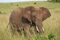 Elephant Big Huge Tusker Amboseli - Big Five Safari -Baby African bush elephant Loxodonta africana Royalty Free Stock Photo