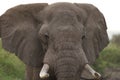 Elephant Big Huge Tusker Amboseli - Big Five Safari -Baby African bush elephant Loxodonta africana Royalty Free Stock Photo
