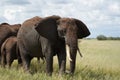 Elephant Big Huge Tusker Amboseli - Big Five Safari -Baby African bush elephant Loxodonta africana Royalty Free Stock Photo