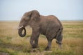 Elephant Big Huge Tusker Amboseli - Big Five Safari -Baby African bush elephant Loxodonta africana