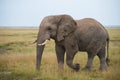 Elephant Big Huge Tusker Amboseli - Big Five Safari -Baby African bush elephant Loxodonta africana Royalty Free Stock Photo