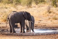 Elephant Royalty Free Stock Photo