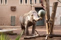 Elephant at the Bioparco in Rome