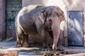 Elephant at Bioparco