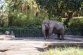 Elephant at Bioparco Royalty Free Stock Photo