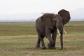 Elephant with a bird on his back walking on the savannah Royalty Free Stock Photo