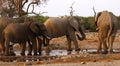 Elephant and birds on the lookout