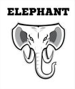 Elephant. Elephant elegant head. Elephant in black and white.