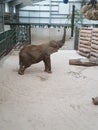 Elephant at Blair Drummond safari park