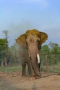 Elephant in the breeding center at chitwan national park in Nepal Royalty Free Stock Photo