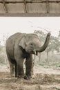 Elephant Breeding Center Chitwan Royalty Free Stock Photo