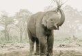 Elephant Breeding Center Chitwan Royalty Free Stock Photo