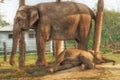 Elephant Breeding Centre in Chitwan, Nepal