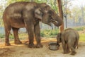 Elephant Breeding Centre in Chitwan, Nepal