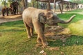 Elephant Breeding Centre in Chitwan, Nepal