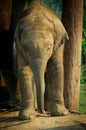 Elephant Breeding Centre in , Nepal