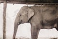 Elephant breeding in Chitwan in Nepal