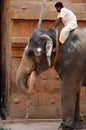 Elephant at Brihadeshwara Temple, India Royalty Free Stock Photo