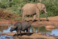 Elephant and Buffalo Royalty Free Stock Photo