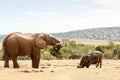 Elephant and Buffalo Drinking Water. Royalty Free Stock Photo