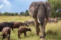 Elephant and buffalo walking together in savannah in African open vehicle safari in Zimbabwe, Imire Rhino & Wildlife Conservancy Royalty Free Stock Photo