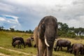 Elephant and buffalo walking together in savannah in African open vehicle safari in Zimbabwe, Imire Rhino & Wildlife Conservancy Royalty Free Stock Photo