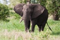 Elephant bull eating green leaves