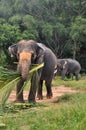 Elephant bull and The female elephant Royalty Free Stock Photo
