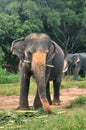 Elephant bull and The female elephant Royalty Free Stock Photo