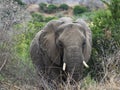 Elephant bull grazing in the Kruger National Park Royalty Free Stock Photo