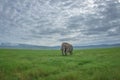 Elephant bull in Ngorongoro crater Royalty Free Stock Photo