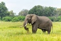 Elephant bull in the Okavango Delta in Botswana. Royalty Free Stock Photo