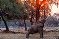 Elephant bull reaching for food at sunset in Mana Pools National Park Royalty Free Stock Photo