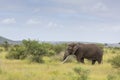 Elephant bull in savanna habitat, South Africa Royalty Free Stock Photo