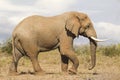 Elephant Bull Side view Royalty Free Stock Photo