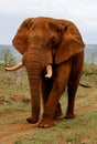 Elephant bull in South Africa Royalty Free Stock Photo