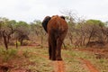 Elephant bull in South Africa Royalty Free Stock Photo