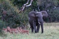 Elephant bull walking passed herd of impala