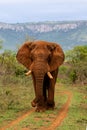 Elephant bull in South Africa Royalty Free Stock Photo