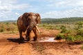 Elephant bull in South Africa Royalty Free Stock Photo