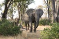 An elephant in the bush.