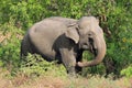 Elephant in the Bush Royalty Free Stock Photo