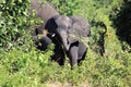 Elephant in bush safari in Chobe National Park