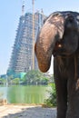 Elephant at a busy city