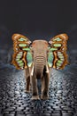 Elephant with butterfly wings