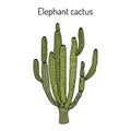 Elephant cactus Pachycereus pringlei , medicinal plant Royalty Free Stock Photo