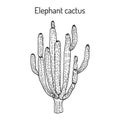 Elephant cactus Pachycereus pringlei , medicinal plant Royalty Free Stock Photo