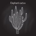 Elephant cactus Pachycereus pringlei , medicinal plant Royalty Free Stock Photo